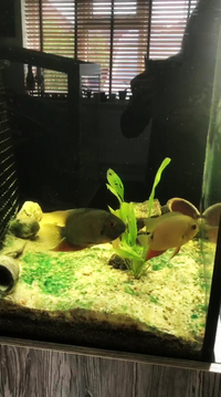 Pair of Beautiful Green Severum Cichlids Male & Female approx 5 inches each.