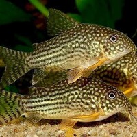 Sterbai corydoras breeding adults