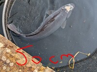 Koi for sale
