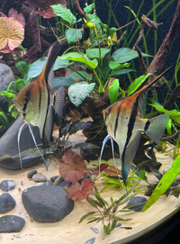 3 Adult 14 month old Angelfish Inc super red Manacapuru
