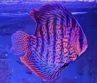 6 Genuine Stendker Discus - price drop - all 6 for £200