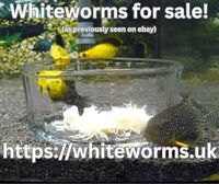 WHITEWORM BREEDING KITS - AS PREVIOUSLY SEEN ON EBAY