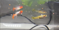 Guppy Fry for Sale