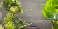 Guppy Fry for Sale