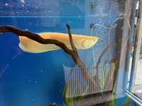Albino Arowana 18-20 inch