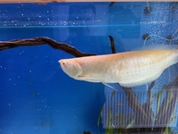 Albino Arowana 18-20 inch