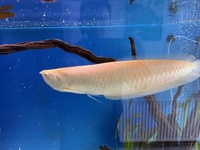 Albino Arowana 18-20 inch