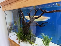 Albino Arowana 18-20 inch