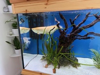 Albino Arowana 18-20 inch