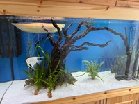 Albino Arowana 18-20 inch