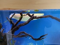 Albino Arowana 18-20 inch