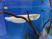 Albino Arowana 18-20 inch