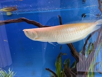 Albino Arowana 18-20 inch