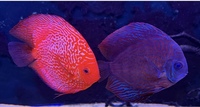 6 Genuine Stendker Discus - price drop - all 6 for £200