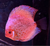 6 Genuine Stendker Discus - price drop - all 6 for £200