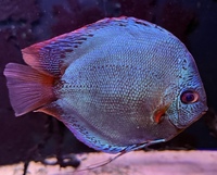 6 Genuine Stendker Discus - price drop - all 6 for £200