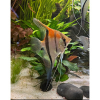 Manacapuru Angelfish 1yr old