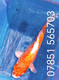 17 inch Koi for sell RM8 Area Koi-C