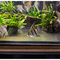 7-9cm Super red Manacapuru Angelfish