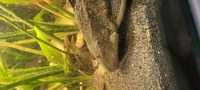 30cm+ Common Pleco free to large aquarium