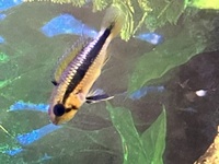 Rare Apistogramma Abacaxis sexed pair for sale £50