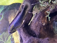 Rare Apistogramma Abacaxis sexed pair for sale £50