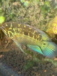 Ivanacara bimaculata ALL SOLD