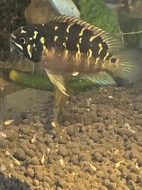 Ivanacara bimaculata ALL SOLD