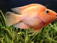 Orange Parrot Cichlid Parrot Fish about 4-5 inch