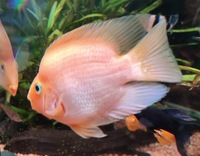 Orange Parrot Cichlid Parrot Fish about 4-5 inch