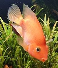 Orange Parrot Cichlid about 4-5 inch