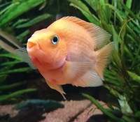 Orange Parrot Cichlid about 4-5 inch
