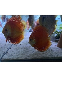 Discus sale : good to go ASAP