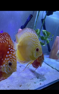 Discus sale : good to go ASAP