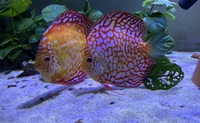 Discus sale : good to go ASAP