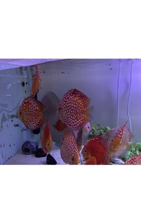 Discus sale : good to go ASAP
