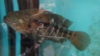 Large proven pair of dovii cichlids, wolf cichlids for sale. £100