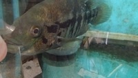 Large proven pair of dovii cichlids, wolf cichlids for sale. £100