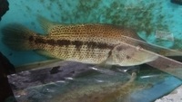 Large proven pair of dovii cichlids, wolf cichlids for sale. £100