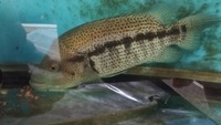Large proven pair of dovii cichlids, wolf cichlids for sale. £100