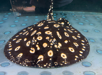 Adult Stingrays - BD,Golden Base & Albino Pearl