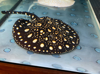 Adult Stingrays - BD,Golden Base & Albino Pearl