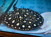 Adult Stingrays - BD,Golden Base & Albino Pearl