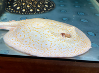 Adult Stingrays - BD,Golden Base & Albino Pearl