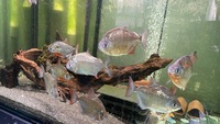 Silver dollar breeding group