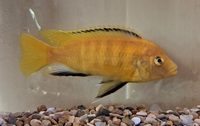 adult yellow labs. 4in.