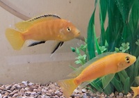 adult yellow labs. 4in.