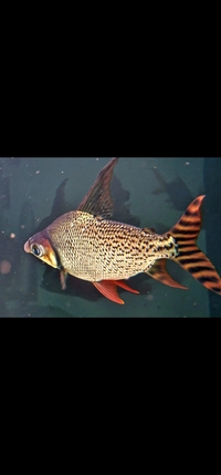 FLAGTAIL  WILD HIGH FIN 