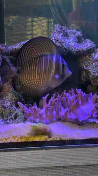 Sailfin Tang