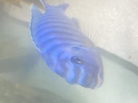 Malawi cichlids for sale